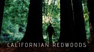 A cinematic walk inside the Californian Redwoods Otways | Victoria | Australia | 2024 #cinematic