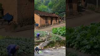 Desa yang indah, suasana sejuk alami#nature #village  #scenery