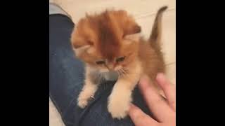 Kitten is Angery at hand that Scratches its belly