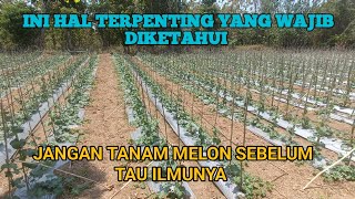 PEKERJAAN WAJIB SAAT MELON MEMASUKI USIA 20-30HR SISTEM SEMI TLASAH #melon #delon65