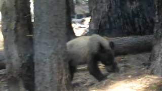 Bear in Sequoia national park