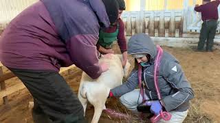 Катумские овцы. УЗИ проверка суягности.