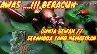 DUNIA BINATANG//SERANGGA MEMATIKAN