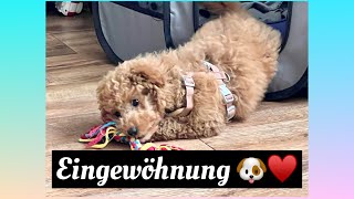 Zweiter Tag mit Twix die Eingewöhnung 🐶🐩/ twix the toy poodle