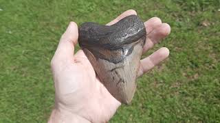 ninja Ronnie found a giant Megalodon tooth