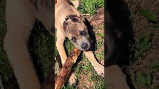 Cane Corso playing with a log #dog #canecorso #italianmastiff #doglover #woodworking #woodchipper