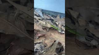 Praying mantis eating cricket