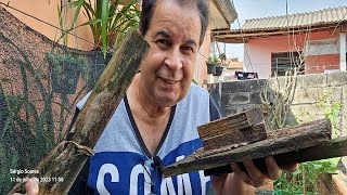 Faxina no Quintal e mudando planta do vaso para o chão