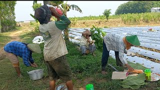 Sarapan di ladang