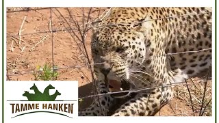 Wildkatzen-Alarm: Tamme auf Geparden Jagd in Afrika | Tamme Hanken | Kabel Eins