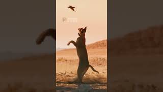 Caracal snatches a Bird Midair with an Incredible Jump #animals #caracal #wildlife