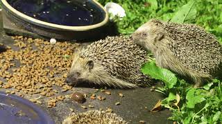 Polyamorous Hedge hog