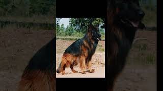 German Shepherd Dog #Shorts#Viral video