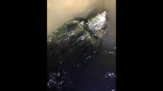 Alligator snapping turtle