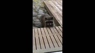 Mama racoon trying to enter a Glass panel I Sher Shares