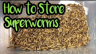 How to Store Superworms