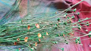 Painted Dried Grass Flowers