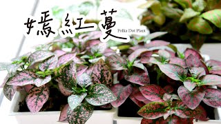 嫣紅蔓扦插繁殖很簡單，小巧好養，一年四季都上鏡🌿Polka Dot Plant, very photogenic all year round!｜嫣白蔓｜嫣粉蔓