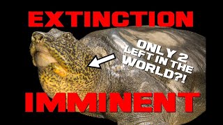 Doomed to SHELL - Yangtze Giant Softshell Turtle Facts - Animal a Day