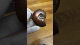 Fossil Ammonite Pendant