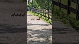 Adorable Ducks #Shorts