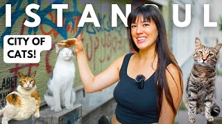 The Cats (& Humans) of Istanbul