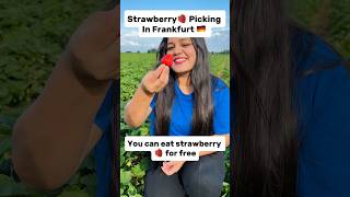 Strawberry 🍓 Picking It is located near Frankfurt📍Bauer Würfl Strawberry Field Am, Südring, 61352