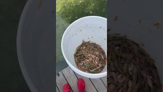 These fish were STARVING! #shorts #fishing #outdoors #nature #trending #viral #explore #food #yt