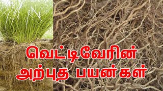 வெட்டிவேரின் அற்புத பயன்கள் | vetti veru benefits in tamil