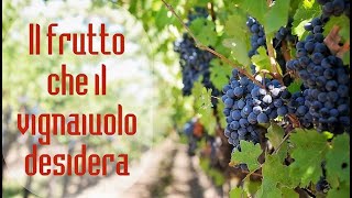 "Il frutto che il vignaiuolo desidera" (predica del Past. Elio Testa su Giovanni 15:1-8).