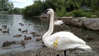 Bluffer's Park Marina || Scarborough CANADA