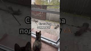 #cat #белки #squirrel #белочки Муся и тройняшки белочки🐿️♥️