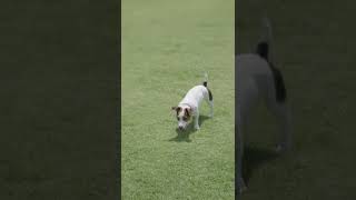 A Cute PUPPY Fetching a BALL⚽