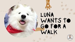 Samoyd dog Luna wants to go for a walk #samoyed #samoeddog #samoedlovers