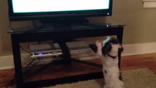 Shih Tzu falls in love with Cesky Terrier watching the Westminster Dog Show