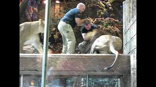 MGM lion attack in Las Vegas