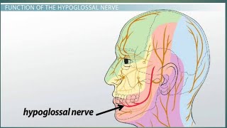 HYPOGLOSSAL NERVE AND TONGUE NERVE SUPPLY (FULL)