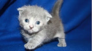 Top 10 Cutest Kittens Compilation || NEW HD