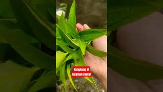 Kangkung di halaman #remix #food #masak #kangkung #enak #viralfood #cooking #shorts #shortsviral