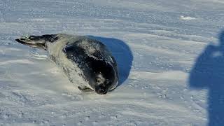 Chased by a Weddell seal pup near Scott Base,  Antarctica.