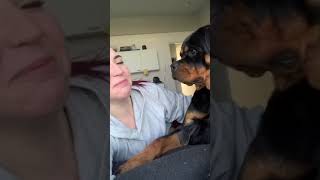 Funny Rottweiler - Try Not to Laugh #shorts #rottweiler #dog #funnyvideos