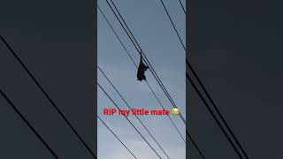 Tightrope walking gone wrong 😭#electricalhazard #powerlines #rip #possum #mymate #shorts #short