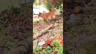 Dog Eating My Lemon Grass