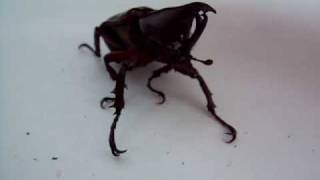 Angry Adult Male Xylorupes Gideon Siamensis Rhino Beetle showing self defense mechansim