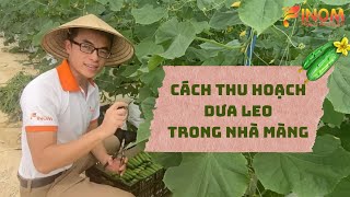 CÁCH THU HOẠCH DƯA LEO TRONG NHÀ MÀNG