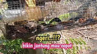 ULAR SEPERTI ANACONDA MASUK BUBU LELE LEMBAT NGERI  BIKIN SPOT JANTUNG