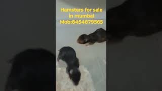 hamsters for sale in mumbai #mumbai #pets #hamsterbabies #forsale #hamsterbreeding