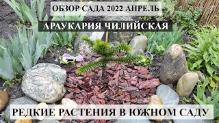 ОБЗОР САДА (апрель 2022) Сад цветет, весна в саду ПОЛНЫМ ХОДОМ!РЕДКИЕ растения! Прогулка по саду