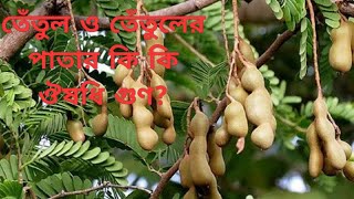 Ayurvedic Health Benefits Of Tamarind Fruit And Leaves: Bangla Health Tips 💚