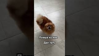 Гаврюша ко мне #шпиц #юмор #pets #funny